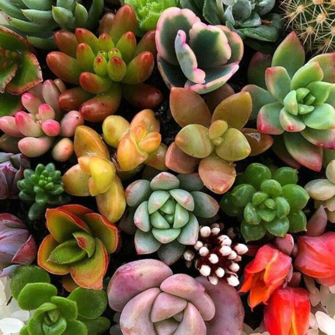 Hạt giống cây sen đá mix  - dễ trồng, siêu đẹp