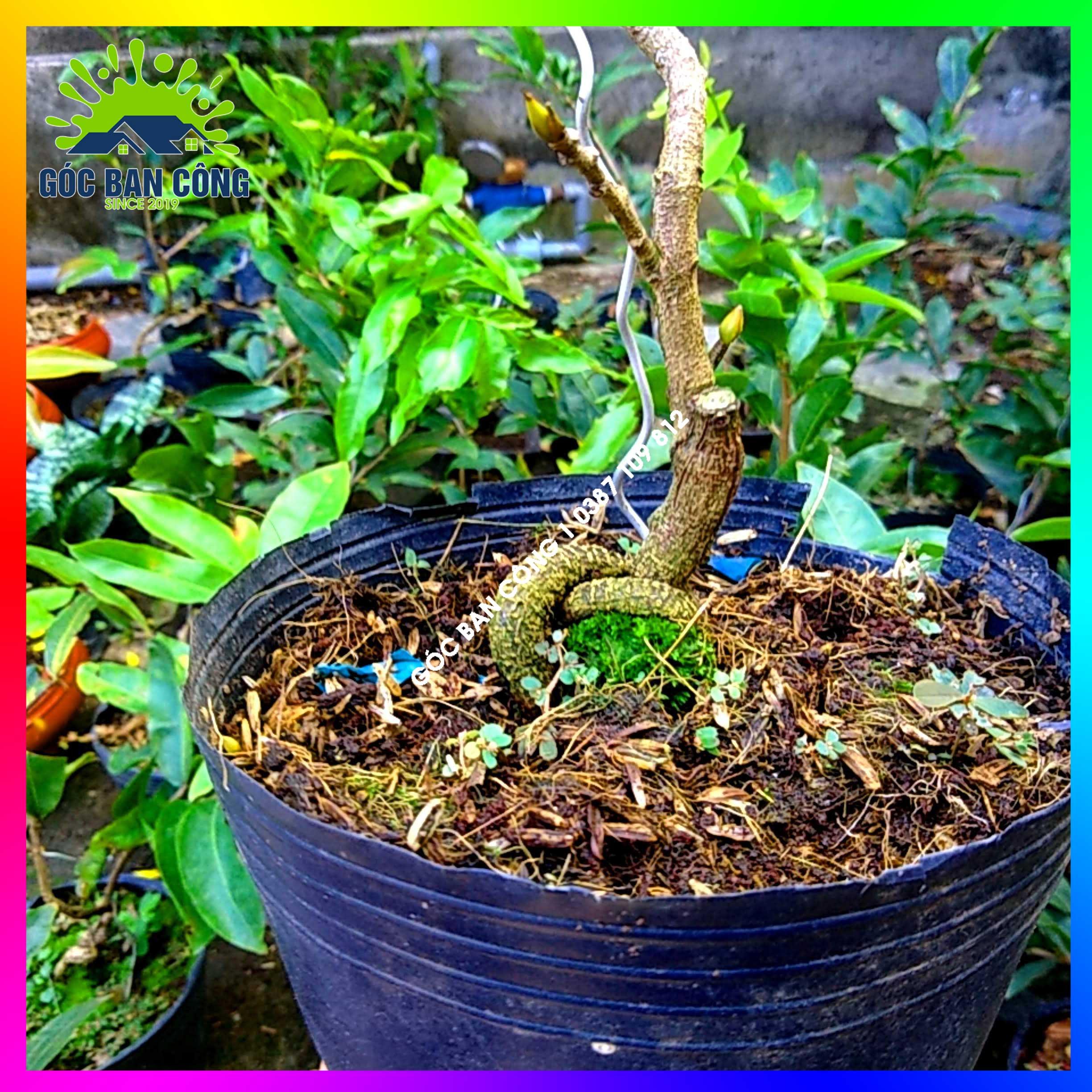 Mai Đại Lộc Bonsai Mini