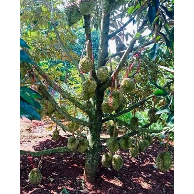 Cây giống sầu riêng monthon thái lan