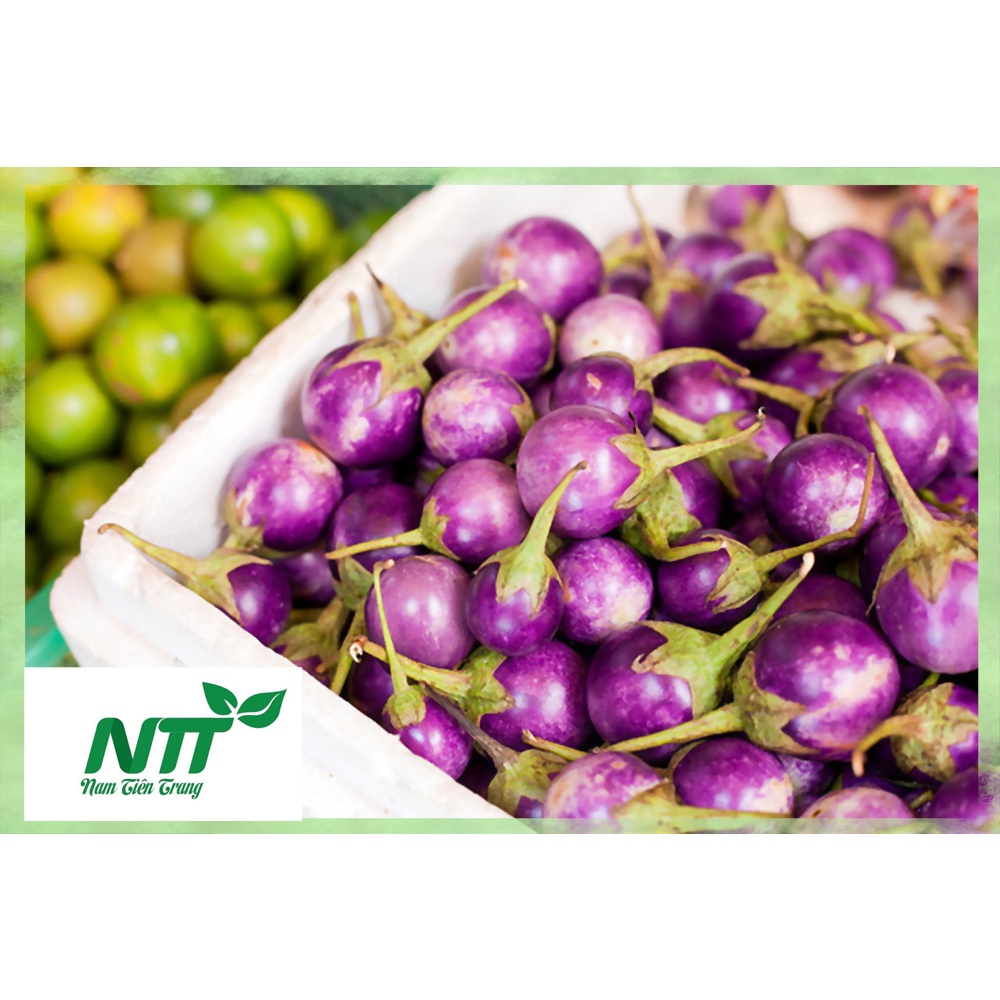 Hạt giống Cà Pháo Tím - Cà Pháo Trắng TN - 49