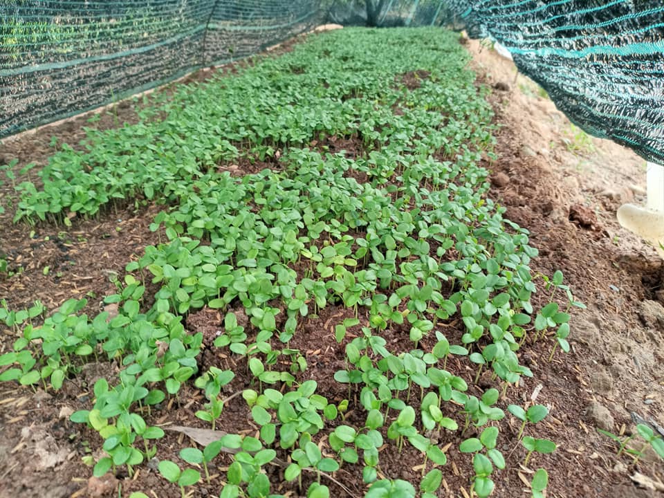 50gram hạt giống Trắc Đỏ (Cẩm lai nam bộ)