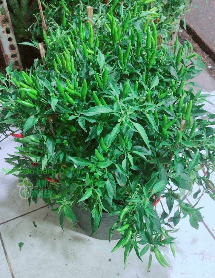 Bụi Ớt Hiểm Nhiều Trái