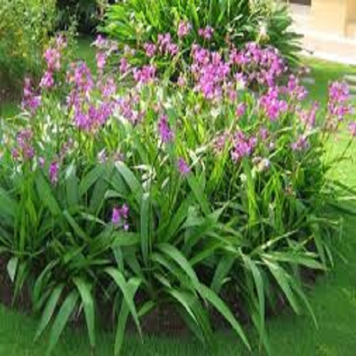 Lan Chu Đỉnh Tím nở hoa đẹp