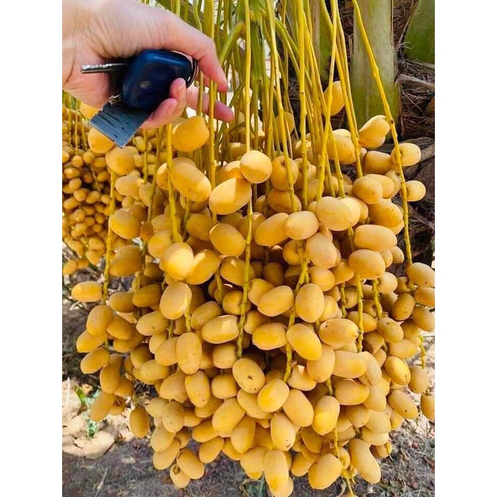 CÂY GIỐNG CHÀ LÀ SIÊU LÙN( SIÊU SỚM TRÁI TO NGỌT)