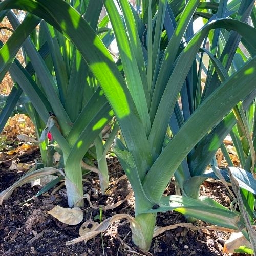 Poireau (Leek) Seeds (Rado 642) 1gr Package