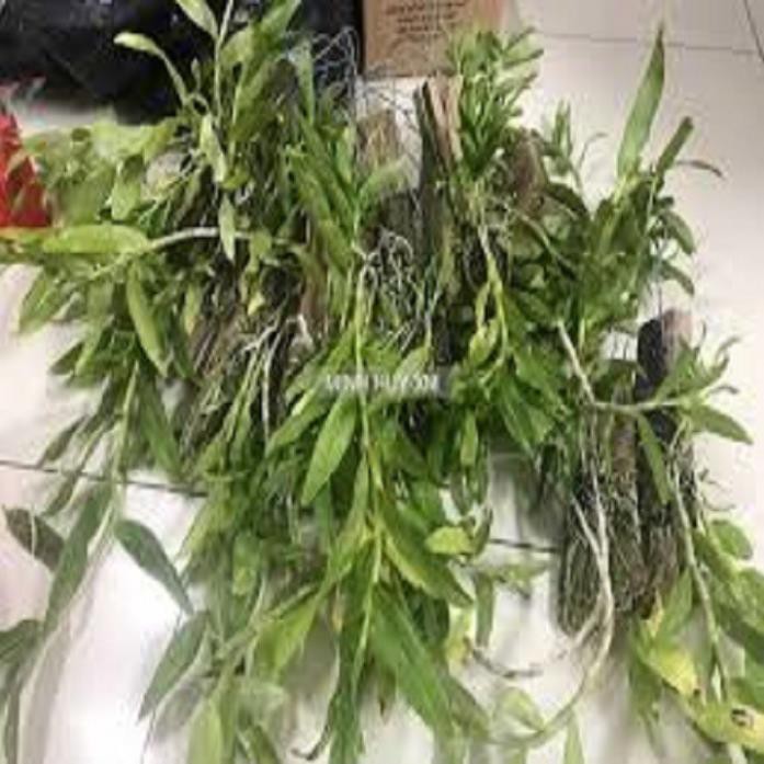 Sản Phẩm Hoa phong lan- hoàng thảo kèn