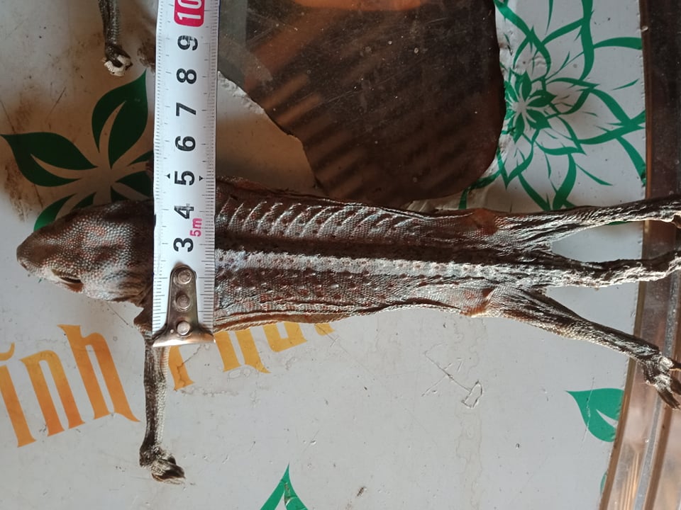 4 con tắc kè khô. Khô tắc kè 2 cặp