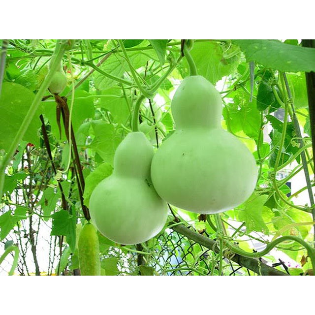 10H - #Hạt_Giống_Bầu_Hồ_Lô ( tặng kèm kích mầm và phân bón )