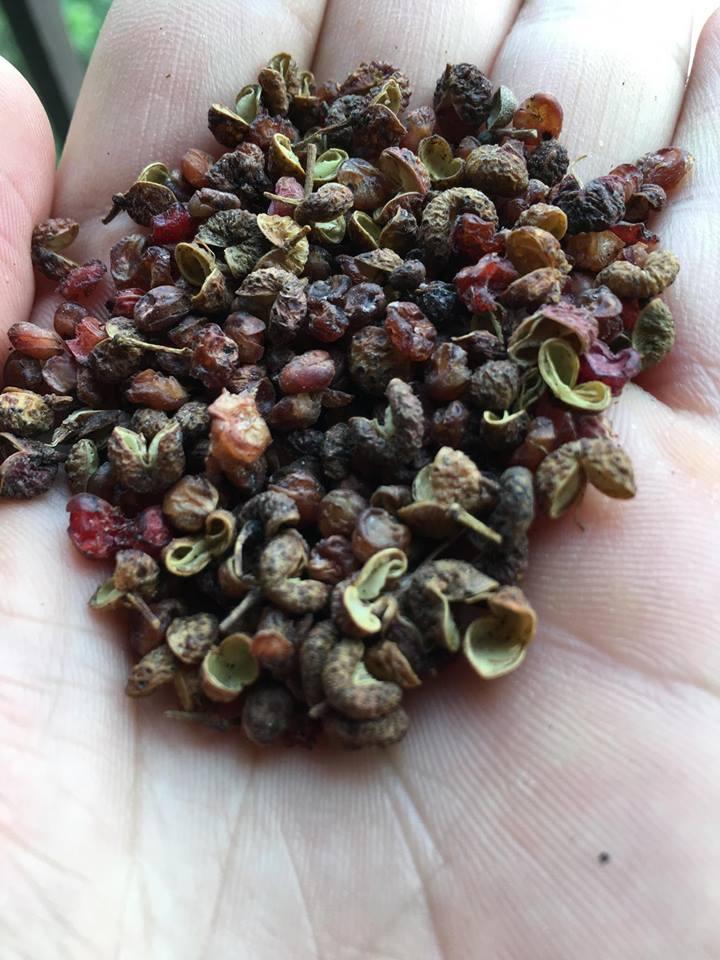 Hạt Hoa Tiêu Xanh (Túi 100g)