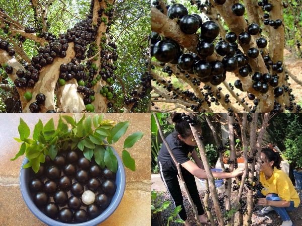 CÂY GIỐNG NHO THÂN GỖ TỨ QUÝ
