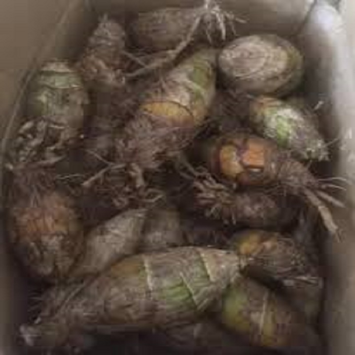 CHẬU GIỐNG HOA ĐỊA LAN SATO