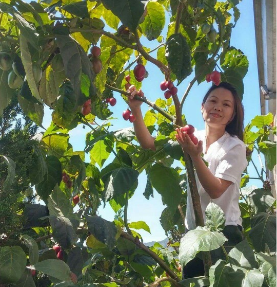 "Gói 10 Hạt " Hạt giống cà chua thân gỗ