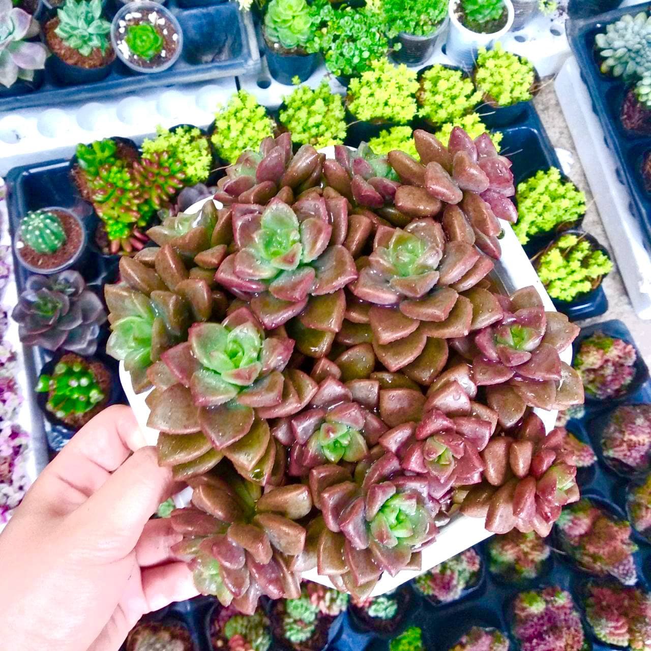 SEN ĐÁ NÂU CHẬU BỰ - ĐÀ LẠT - LỖI 1 ĐỔI 1