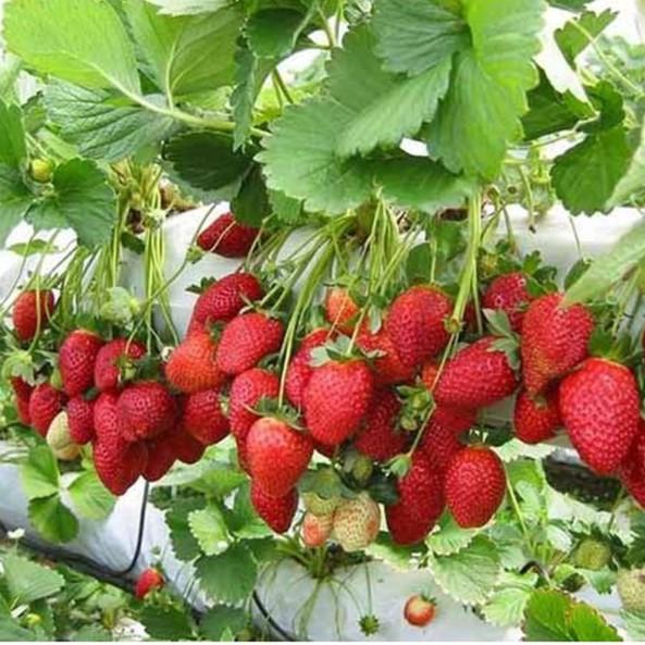 [HCM]Gói 0.05gr hạt giống dâu tây đỏ F1 rainbow - H2P Shop