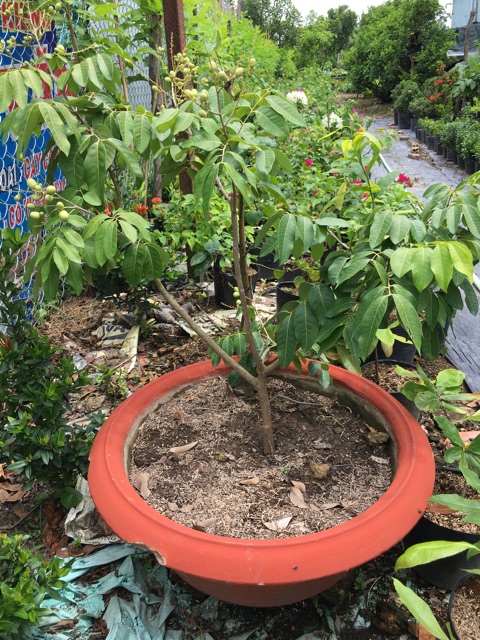 Cây nhãn Long siêu trái