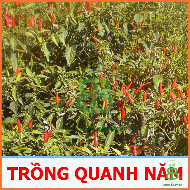 Hạt Giống Ớt Hiểm Sai trái 0,2G