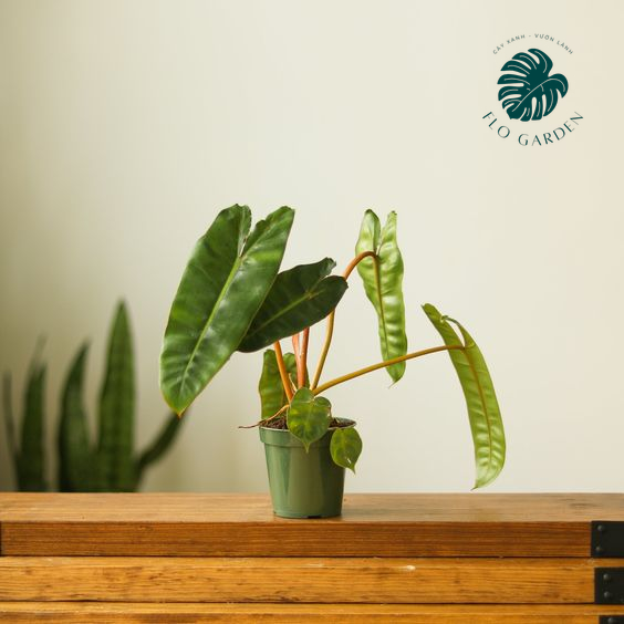 Philodendron Billietiae - Cây Trầu Bà Hạc Cam