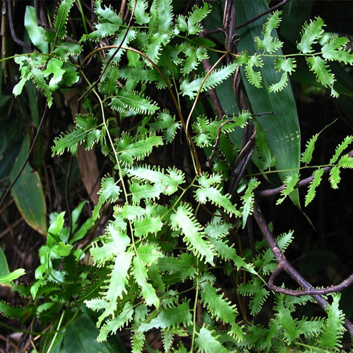 Bòng bong (hải kim sa)