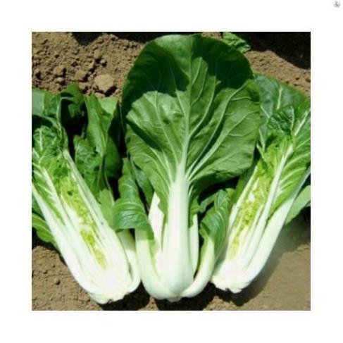 HẠT GIỐNG CẢI BẸ TRẮNG - GÓI 20 GRAM