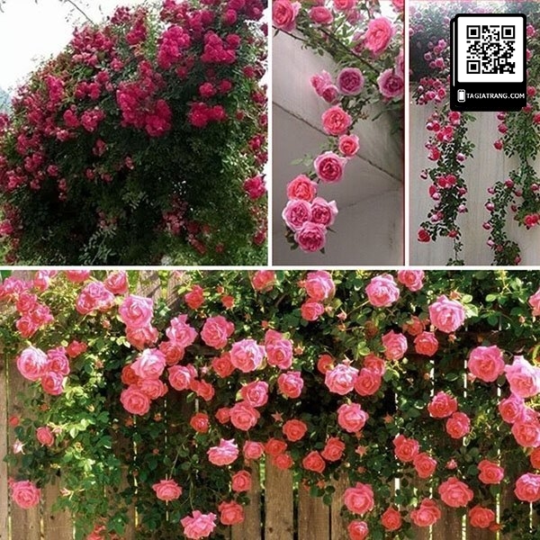 Hạt giống hoa hồng leo, nhiều bông, sinh trưởng khoẻ
