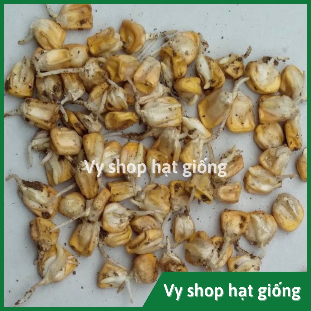 Hạt giống bắp Mỹ  (ngô ngọt) Thái Lan gói 110 hạt