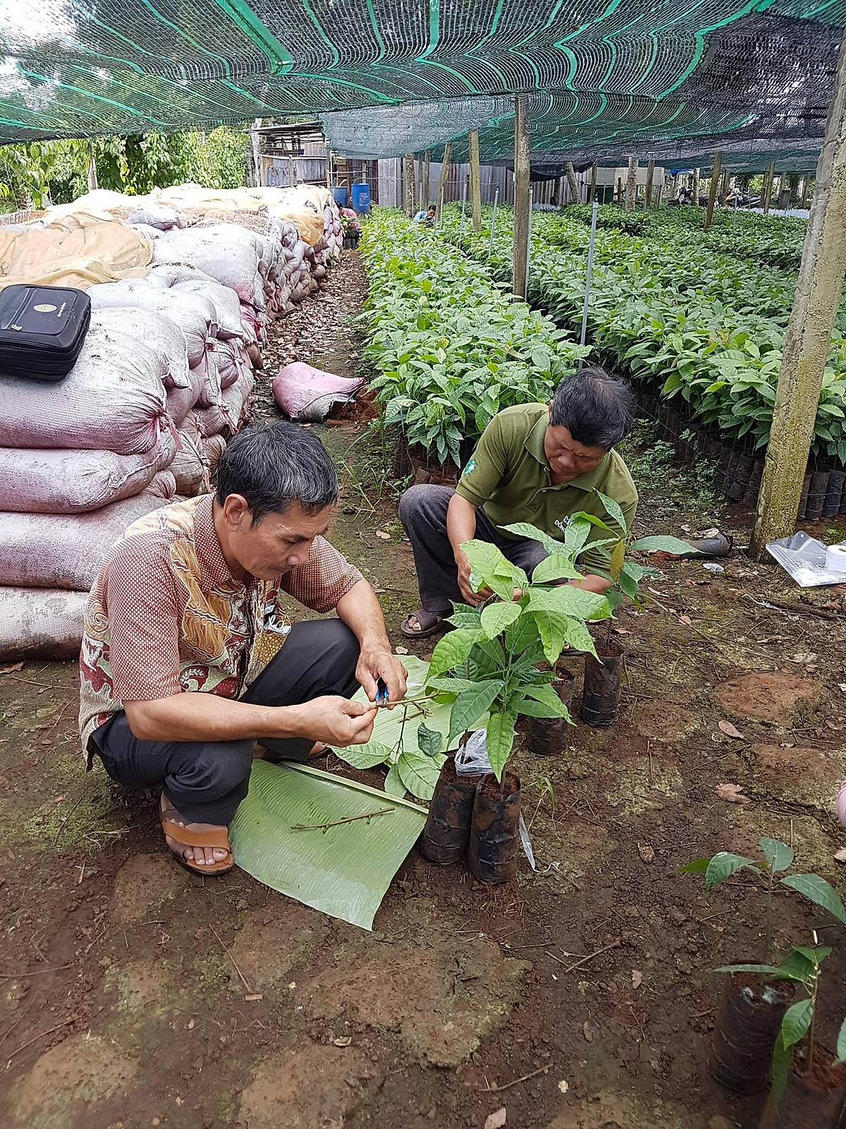 Cây giống Ca Cao ( cho trái sớm)