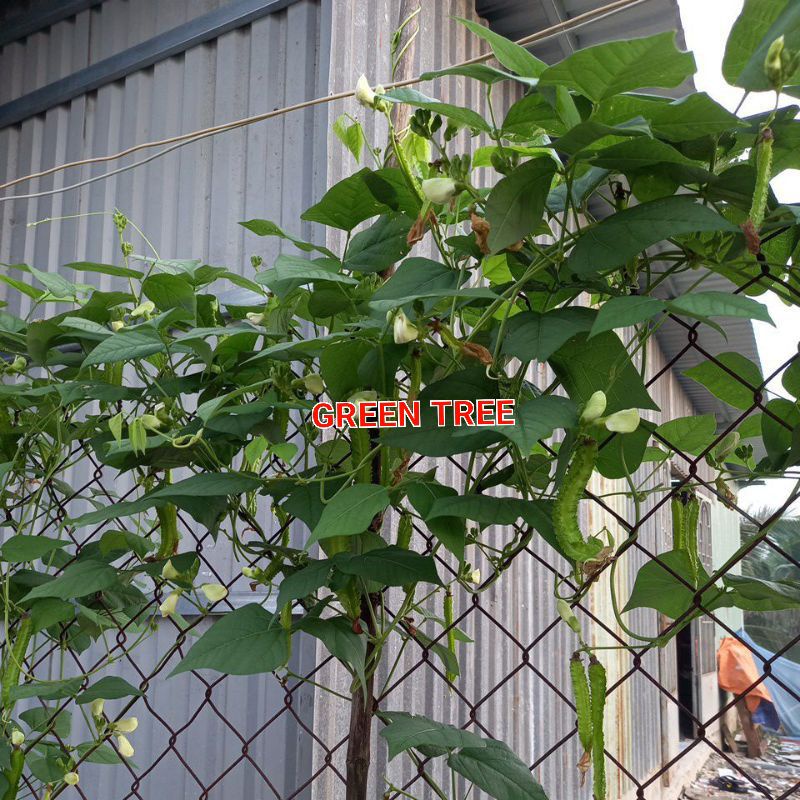 Cây giống đậu rồng xanh(rất sai trái) bầu 3 cây