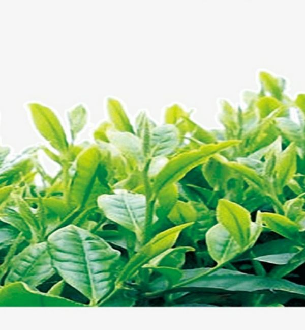 Cây chè xanh thái nguyên.8k 1 cây