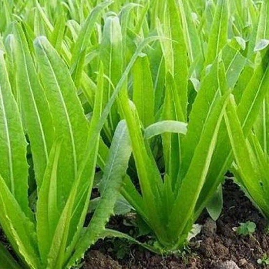 2gr HẠT GIỐNG RAU DIẾP NẾP XANH (rau diếp thơm) (BAN MÊ XANH STORE )