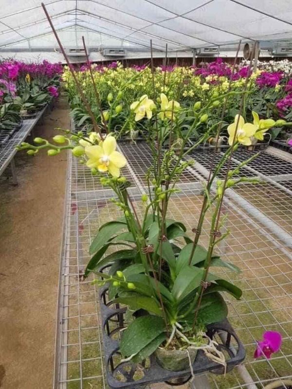 LAN HỒ ĐIỆP ĐẠI đang có ngồng Hoa