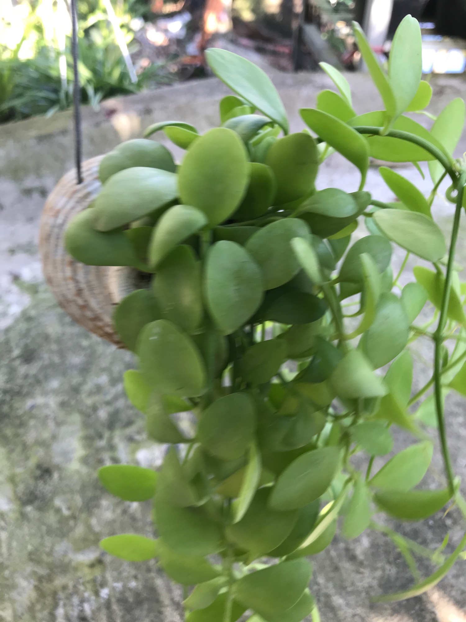 Cây hạt dưa chậu ốc treo + tặng phân bón cho cây