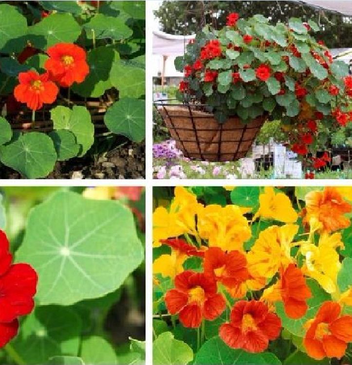 Hạt giống Hoa sen cạn Mix – Gói 15 hạt