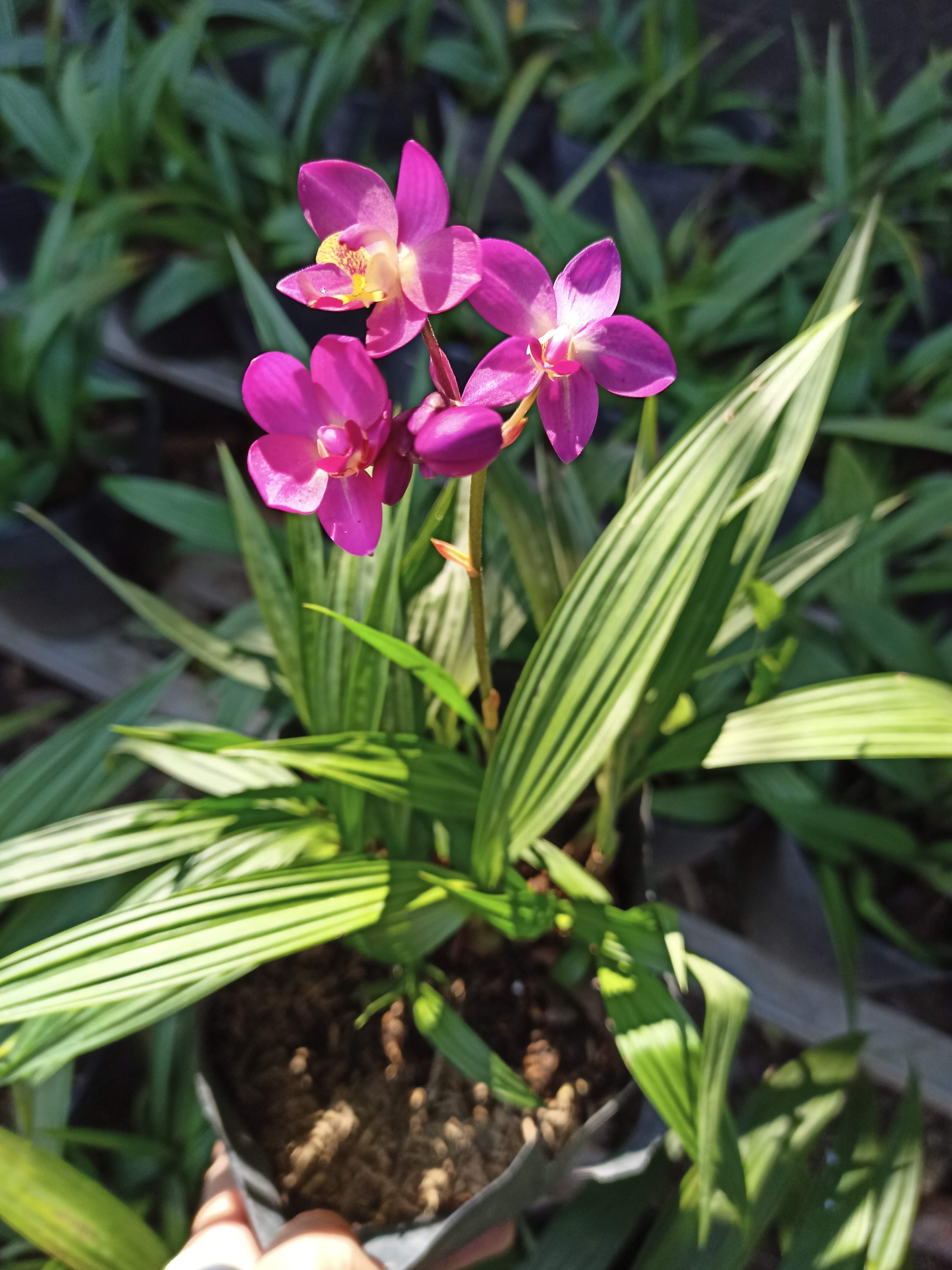Cây địa lan chu dinh màu tím, lan lá cau - sắp hoặc đang hoa - Spathoglottis plicata - Summer Garden