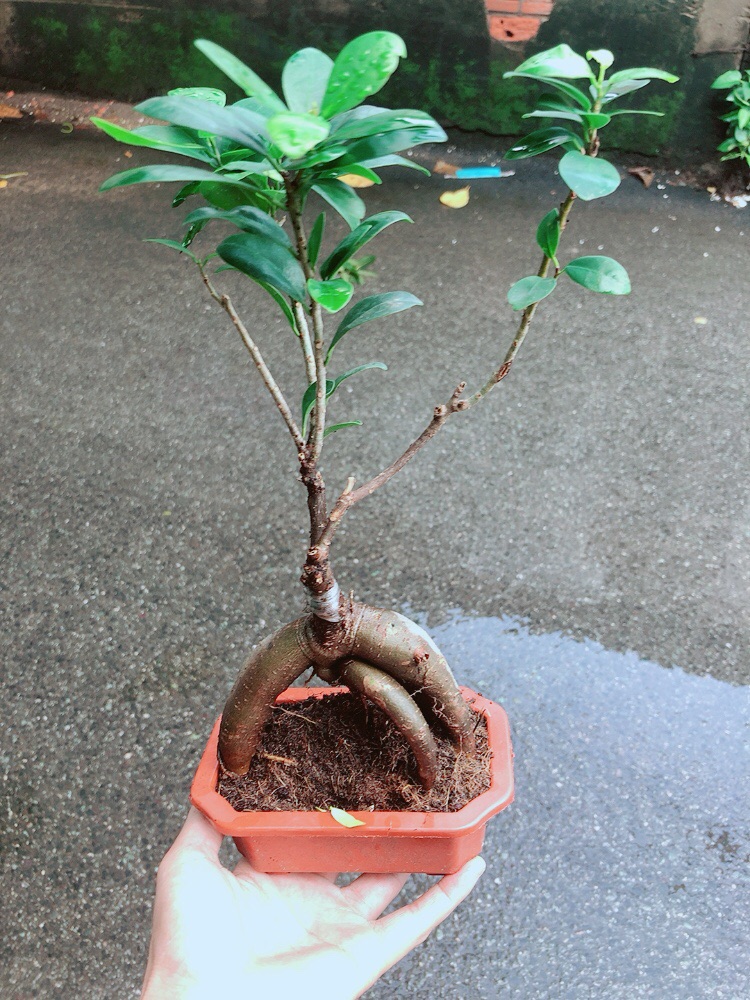 Cây Si Bonsai