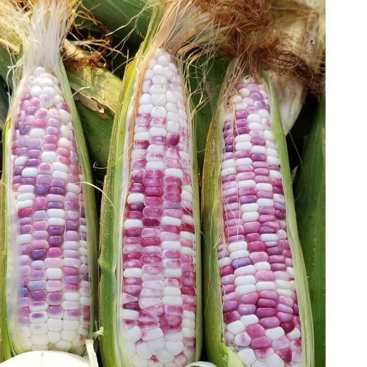 Hạt Giống Bắp Nếp Dẽo Cẩm Hồng (5gr)