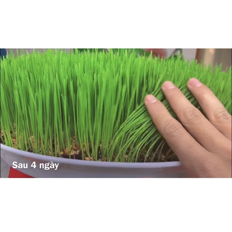1kg Hạt mạch Úc (hạt giống cỏ lúa mỳ)