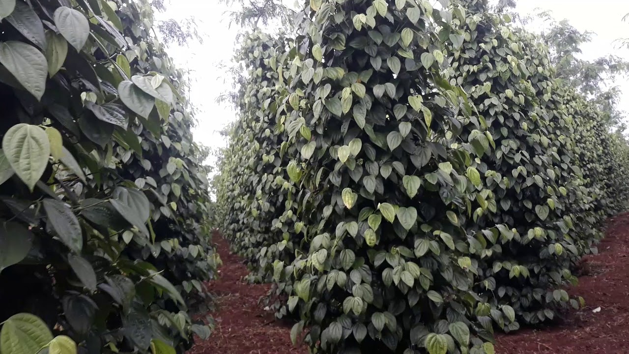 Combo 3 Cây giống Hồ Tiêu.[ BẦU TO, Dây dài  ]