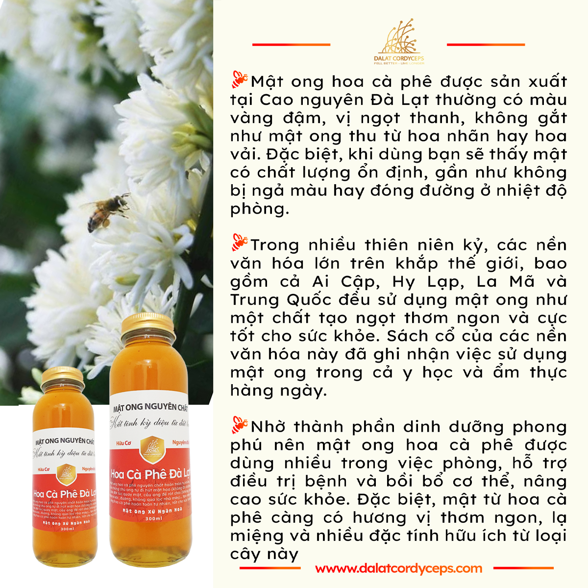 Mật ong nguyên chất hoa cà phê - Dalat Cordyceps