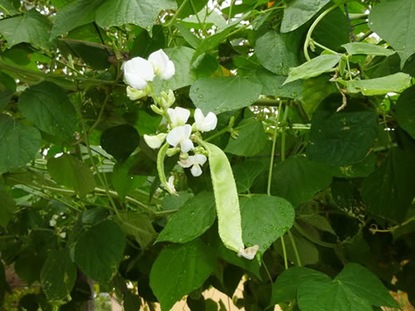 Hạt giống Đậu Ván Xanh F1