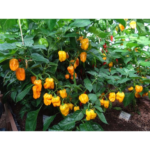 Hạt Giống Ớt Numex Suave
