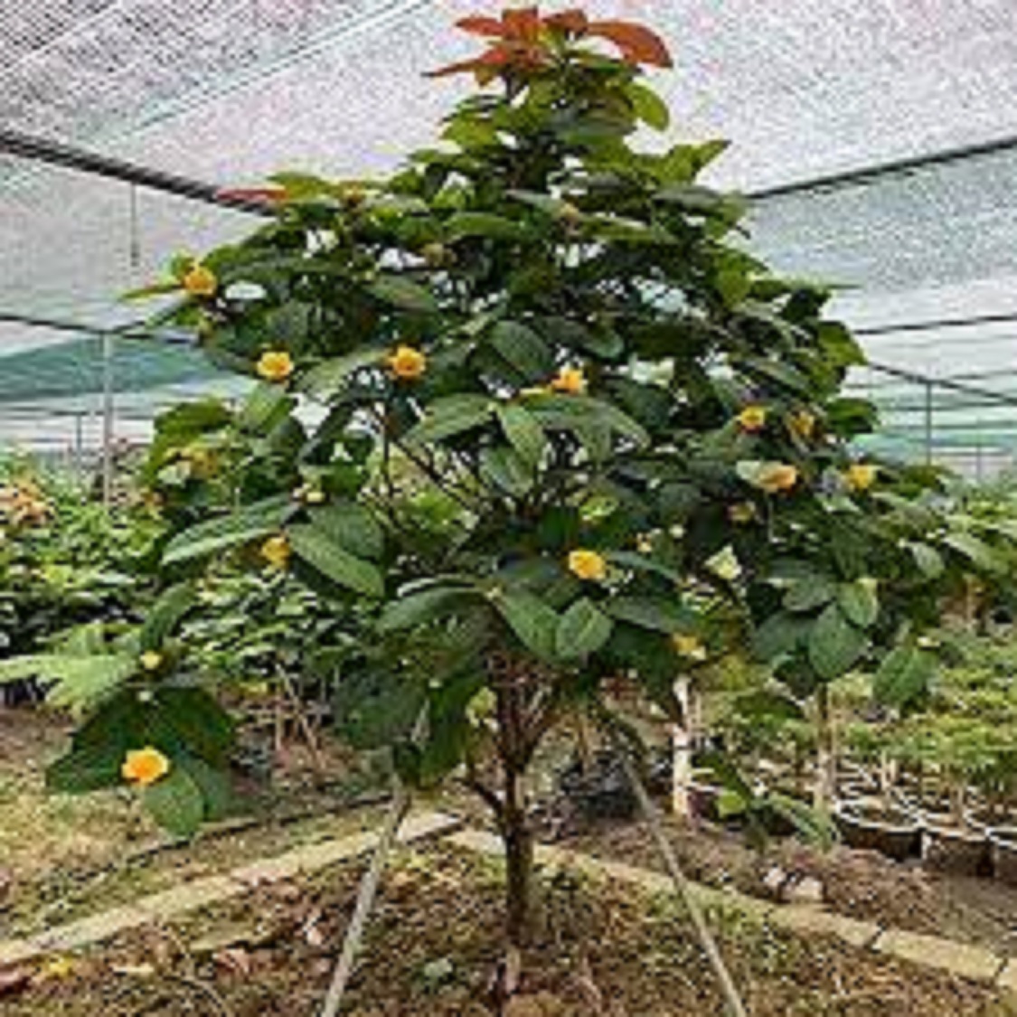 Cây trà hoa vàng, cây dược liệu quá, quá rẻ, đun lá hoa uống nước tốt cho sức khỏe cây cao 0.4m đã có nhiều nhánh + Tặng kèm 3 cây lá chè xanh uống nước