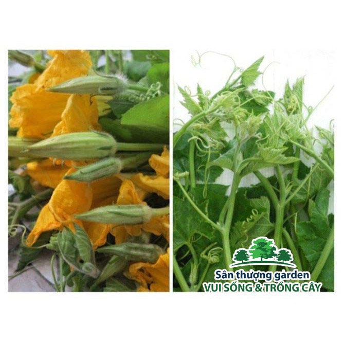 HẠT BÍ NGỌN ĂN BÔNG - GÓI 10 GRAM