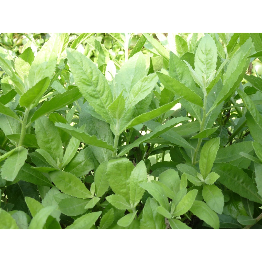 CÂY  CÚC TẦN (CÂY ĐẠI BI , CÂY TỪ BI XANH)- CÂY GIỐNG