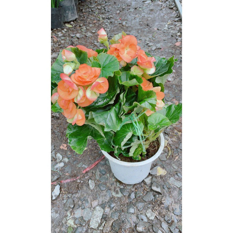 [HCM]Hoa Thu Hải Đường