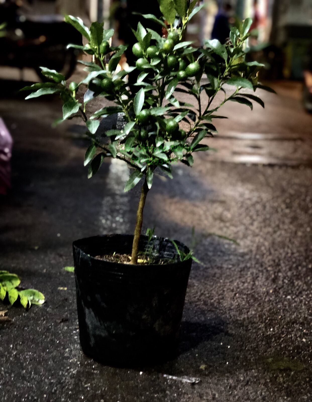 Cây Tắc Ngọt