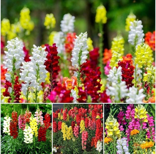 "Gói 100 Hạt " Hạt giống cây hoa mõm sói nhiều màu