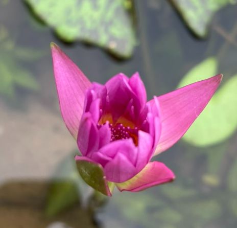 Cây Hoa Súng Mini Để Bàn Hoa Nở Quanh Năm