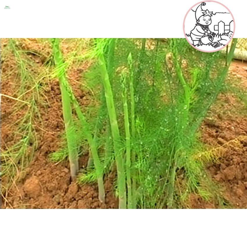 HẠT MĂNG TÂY - GÓI 10 HẠT