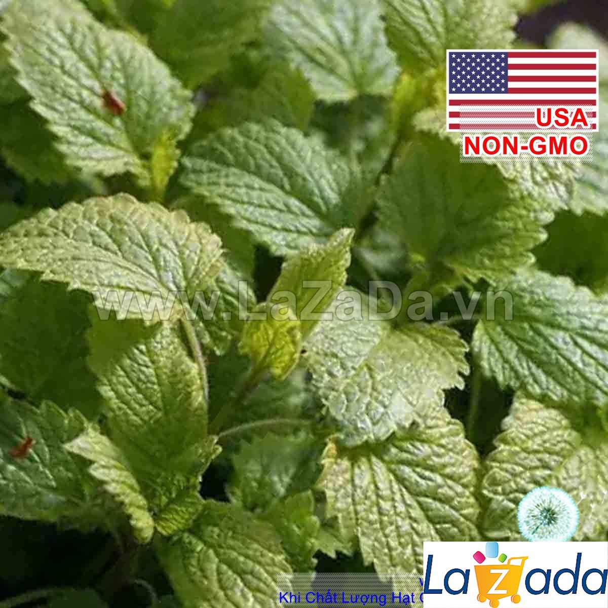 0.1Gr Hạt Giống Tía Tô Đất Bạc Hà Chanh Melissa (B3.302| C25*X32*M240)
