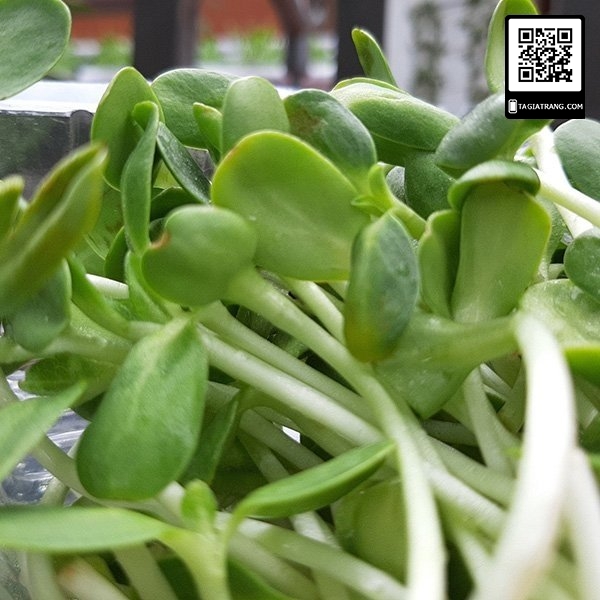 Hạt giống rau mầm hướng dương